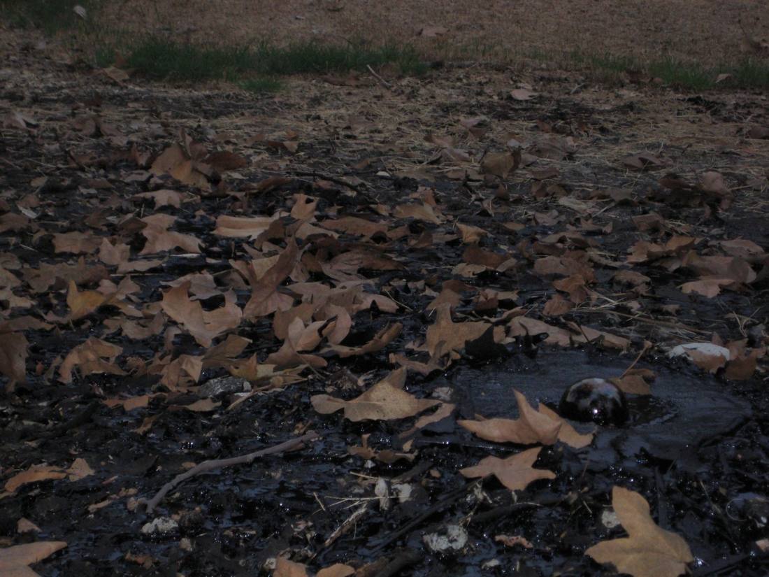 The La Brea Tar Pits