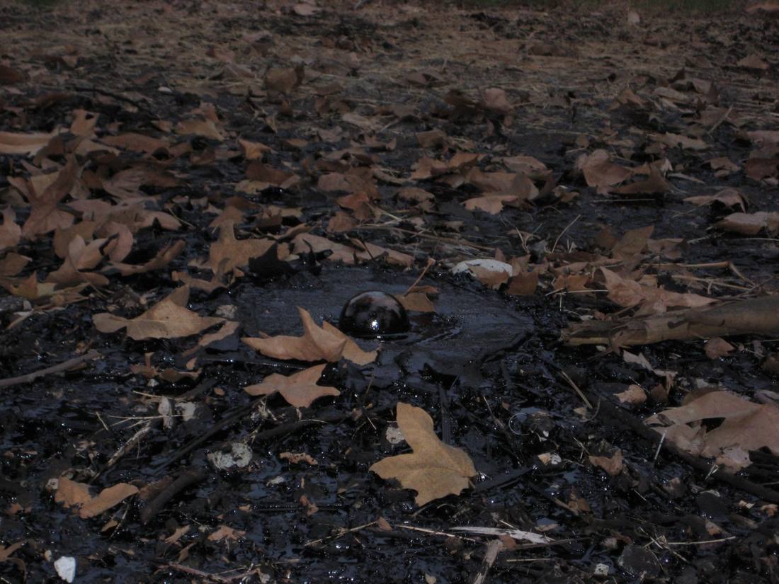 The La Brea Tar Pits