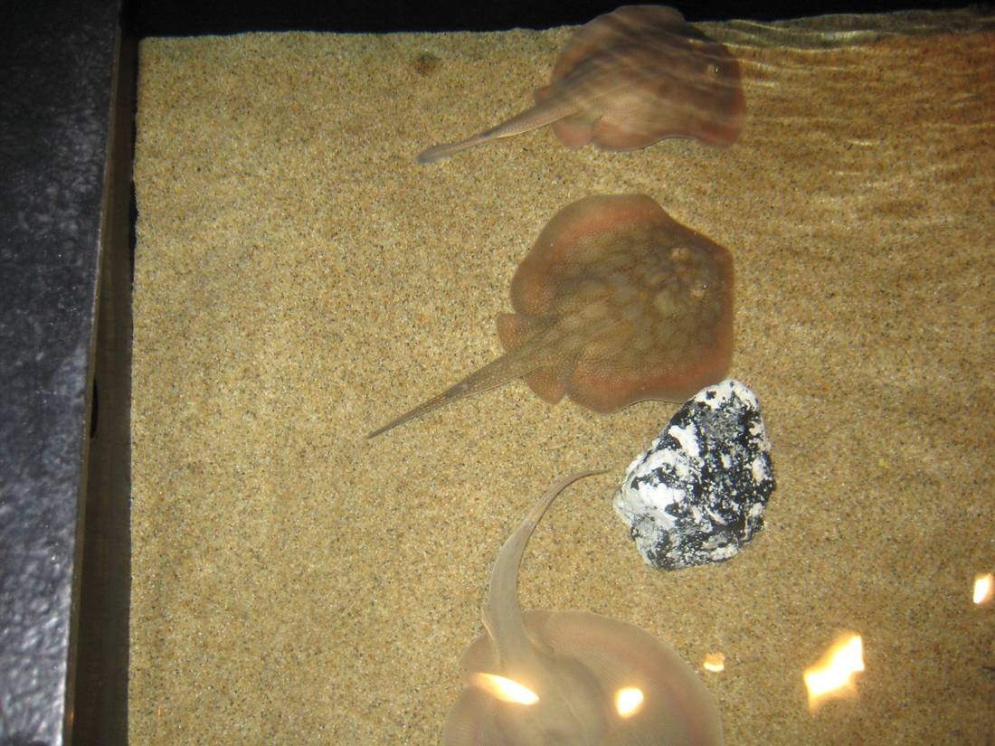 The aquarium