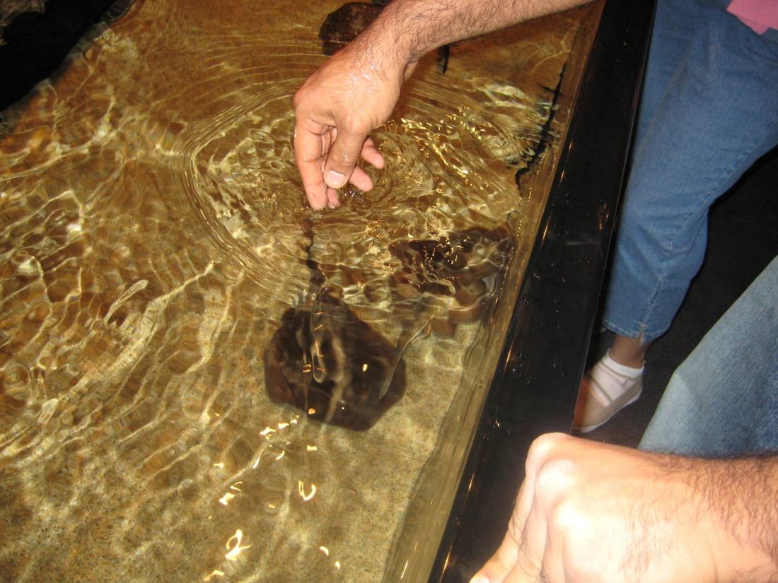 The aquarium