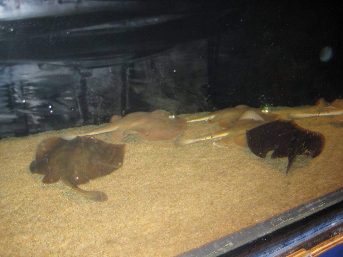 The aquarium