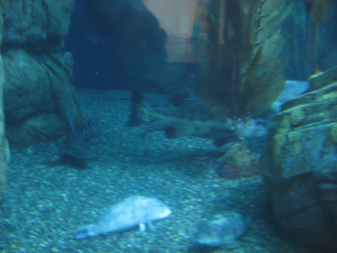 The aquarium