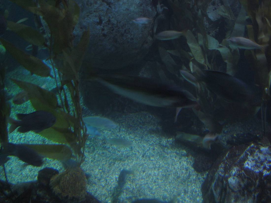 The aquarium