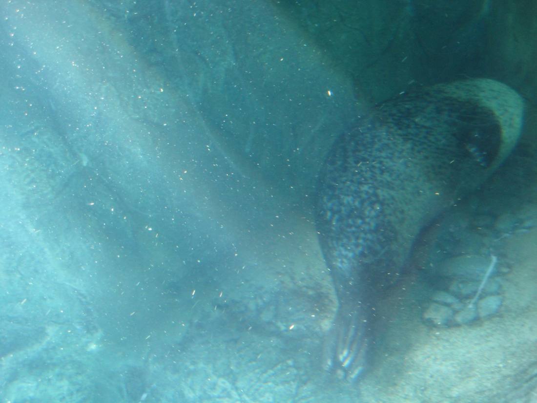 The aquarium