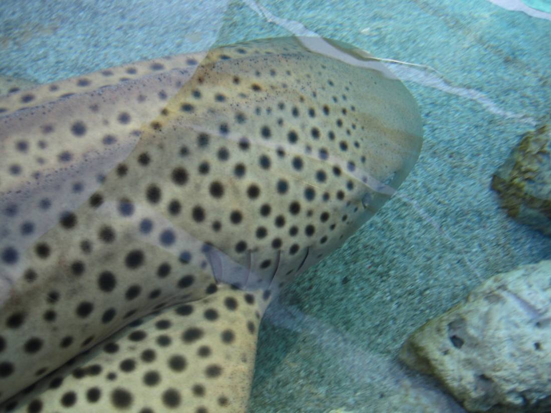 The aquarium